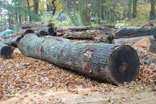 red-oak-log-2.jpg?w=510