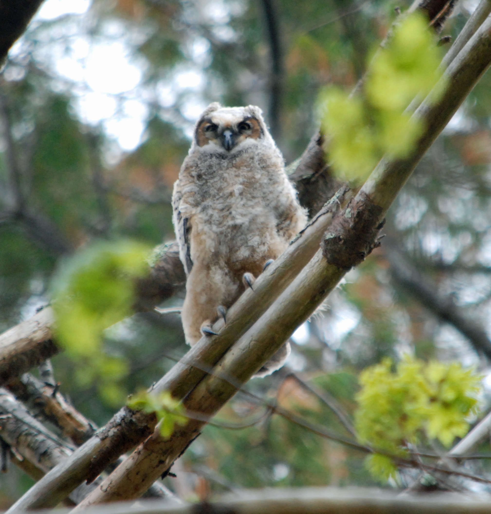 great horned owl young